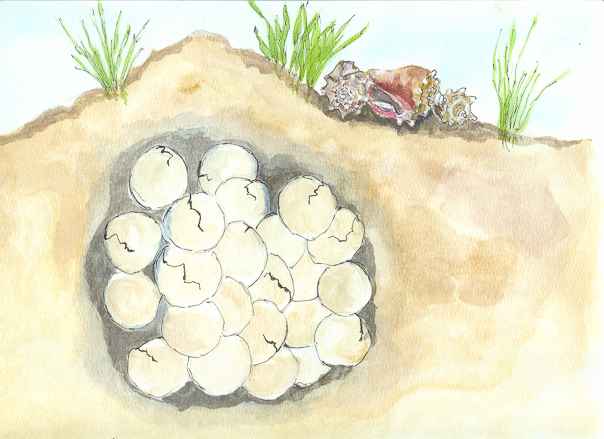 Salty - Clutch of Eggs