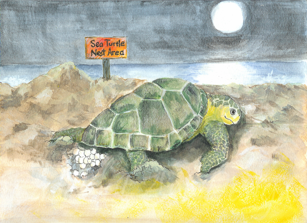 Salty - Mother Turtle